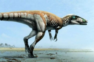 Claw-lightning jest największym dinozaurami, którzy mieszkali w australii Claw-lightning jest największym dinozaurami, którzy mieszkali w australii